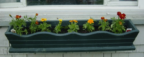 Marigolds Window Box.gif